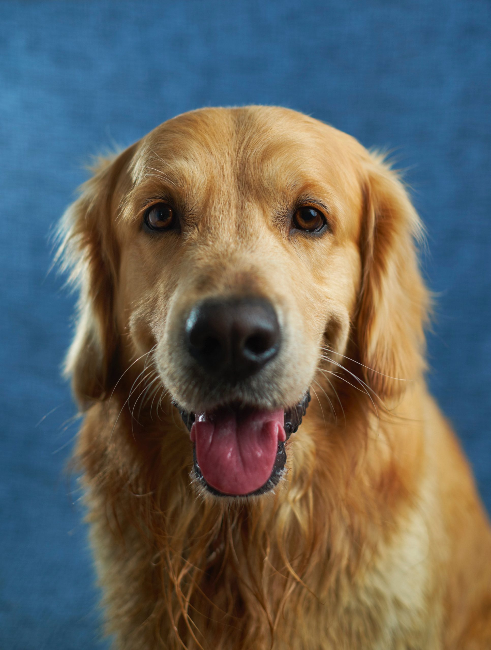 cibo per cani fatto in casa