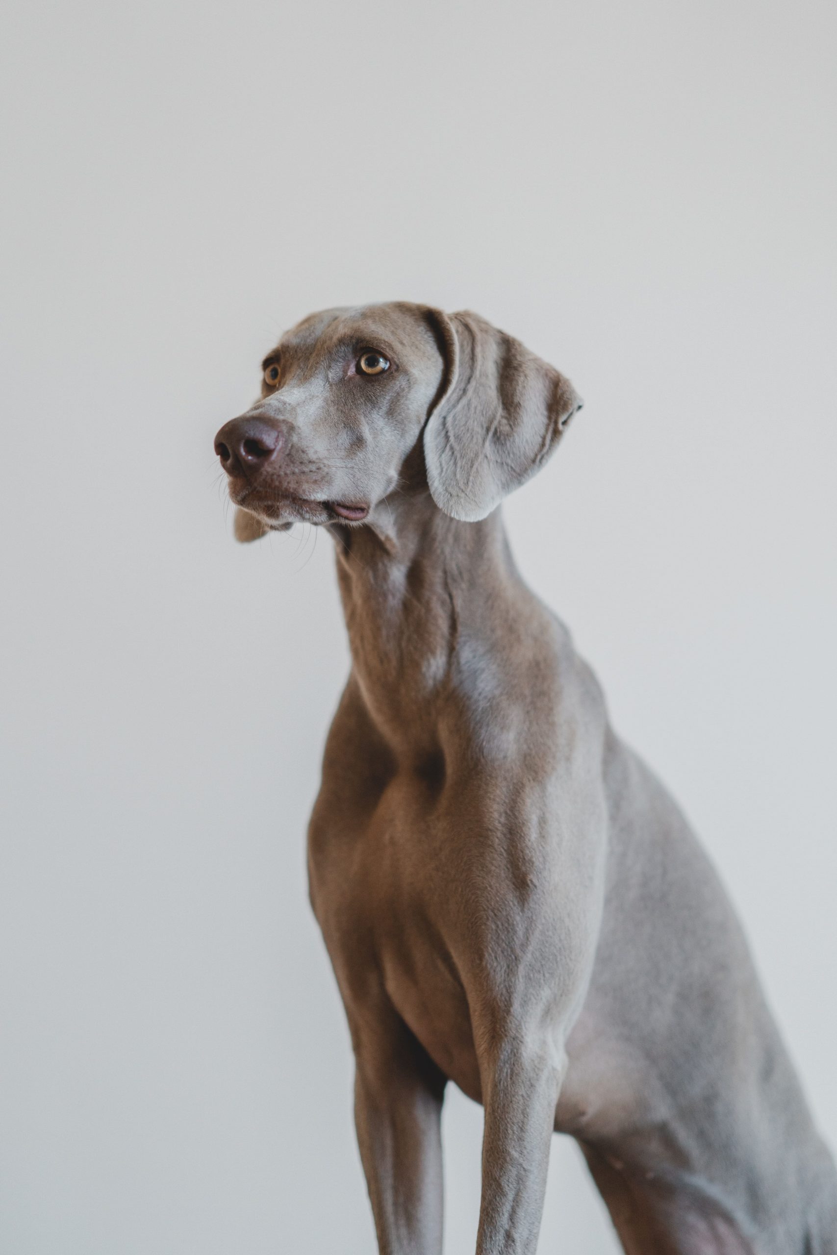 weimaraner torsione