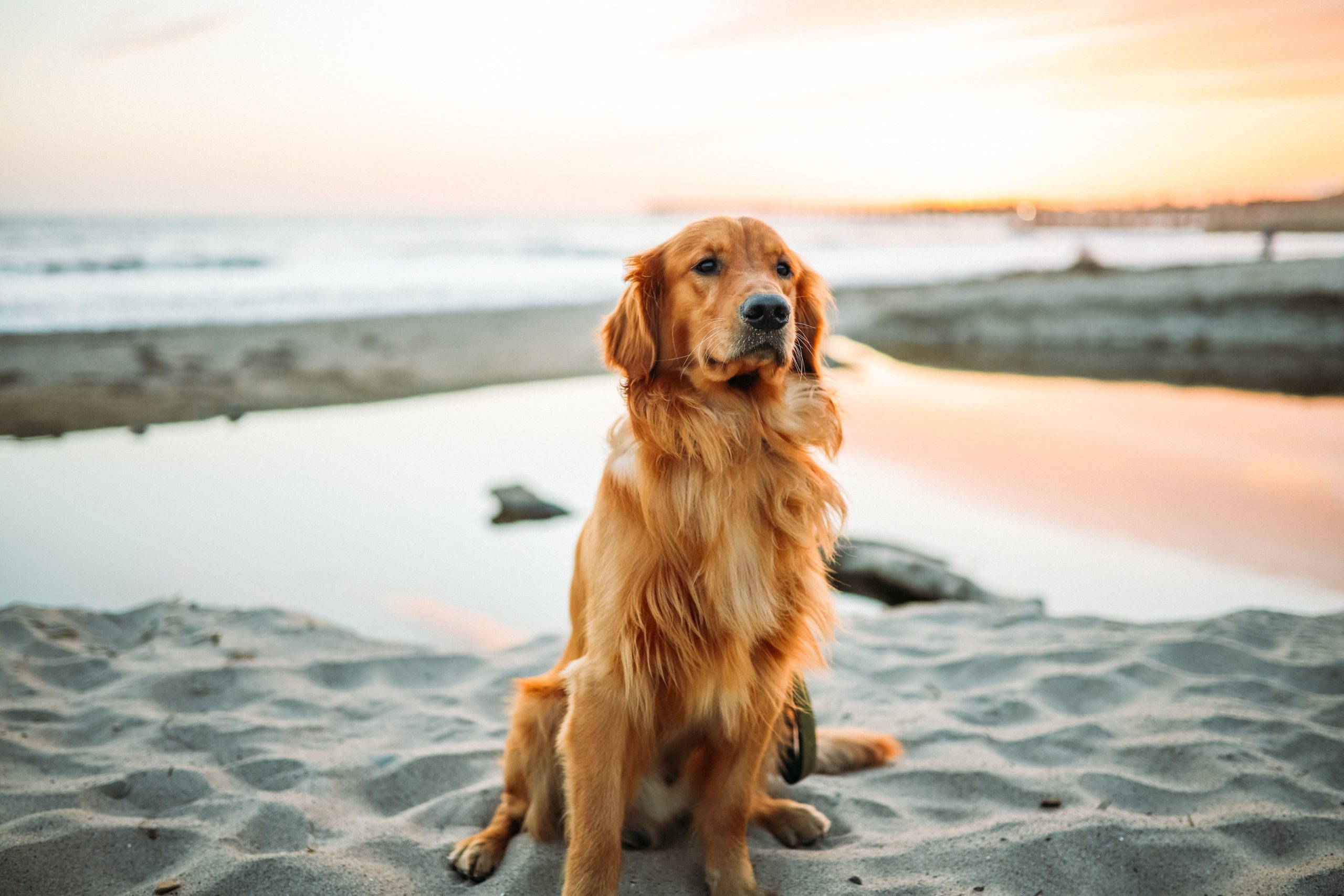 golden retriever