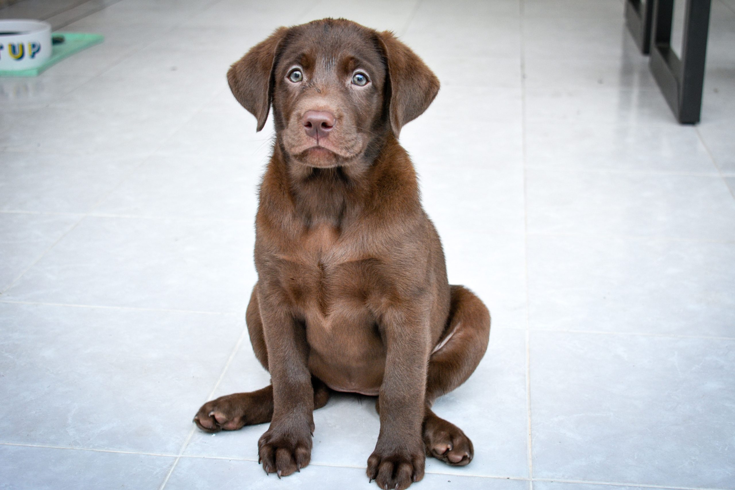 cane cucciolo