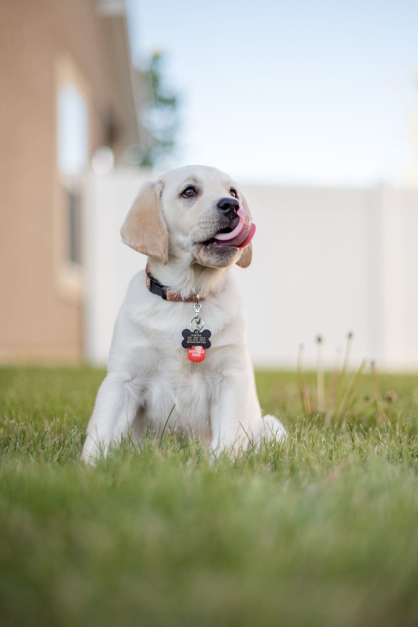 labrador-cucciolo