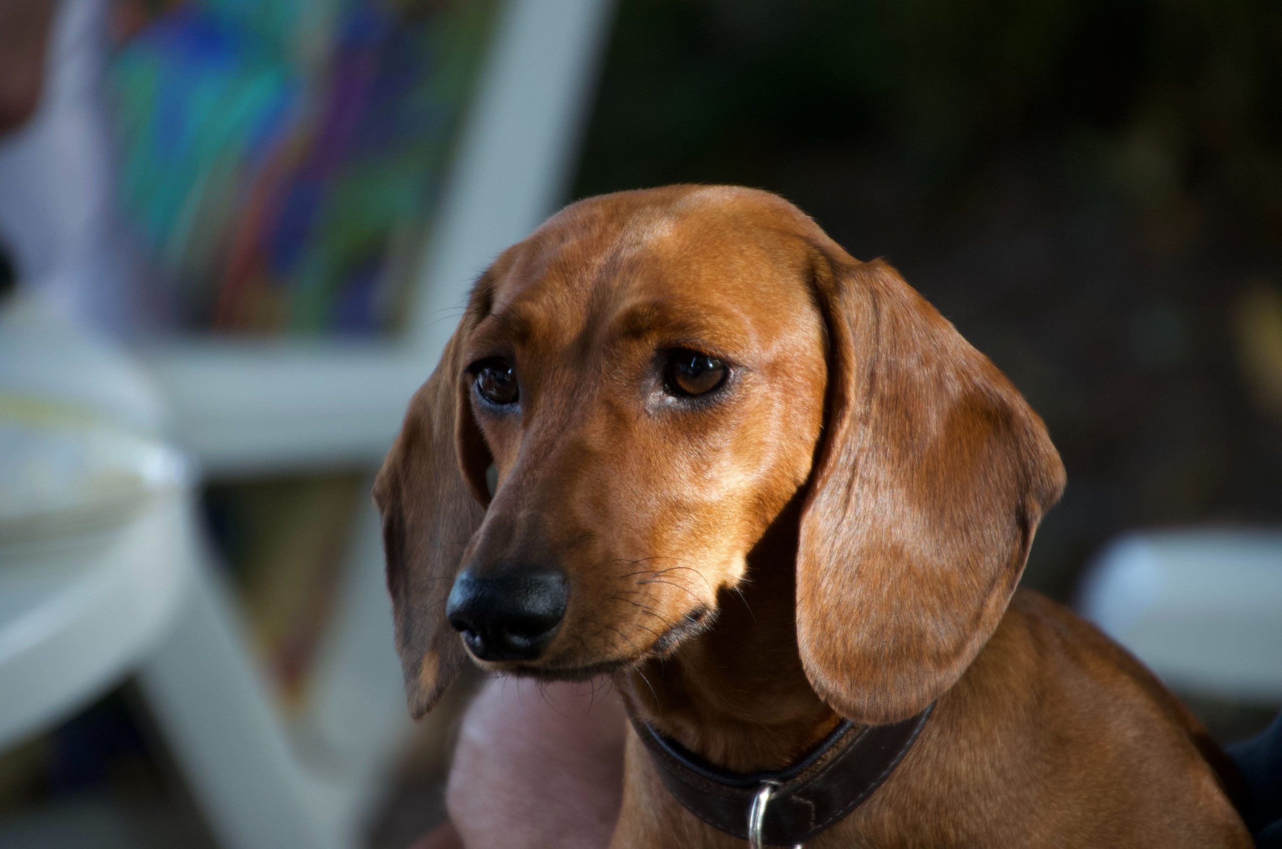 bassotto ernia del disco cane