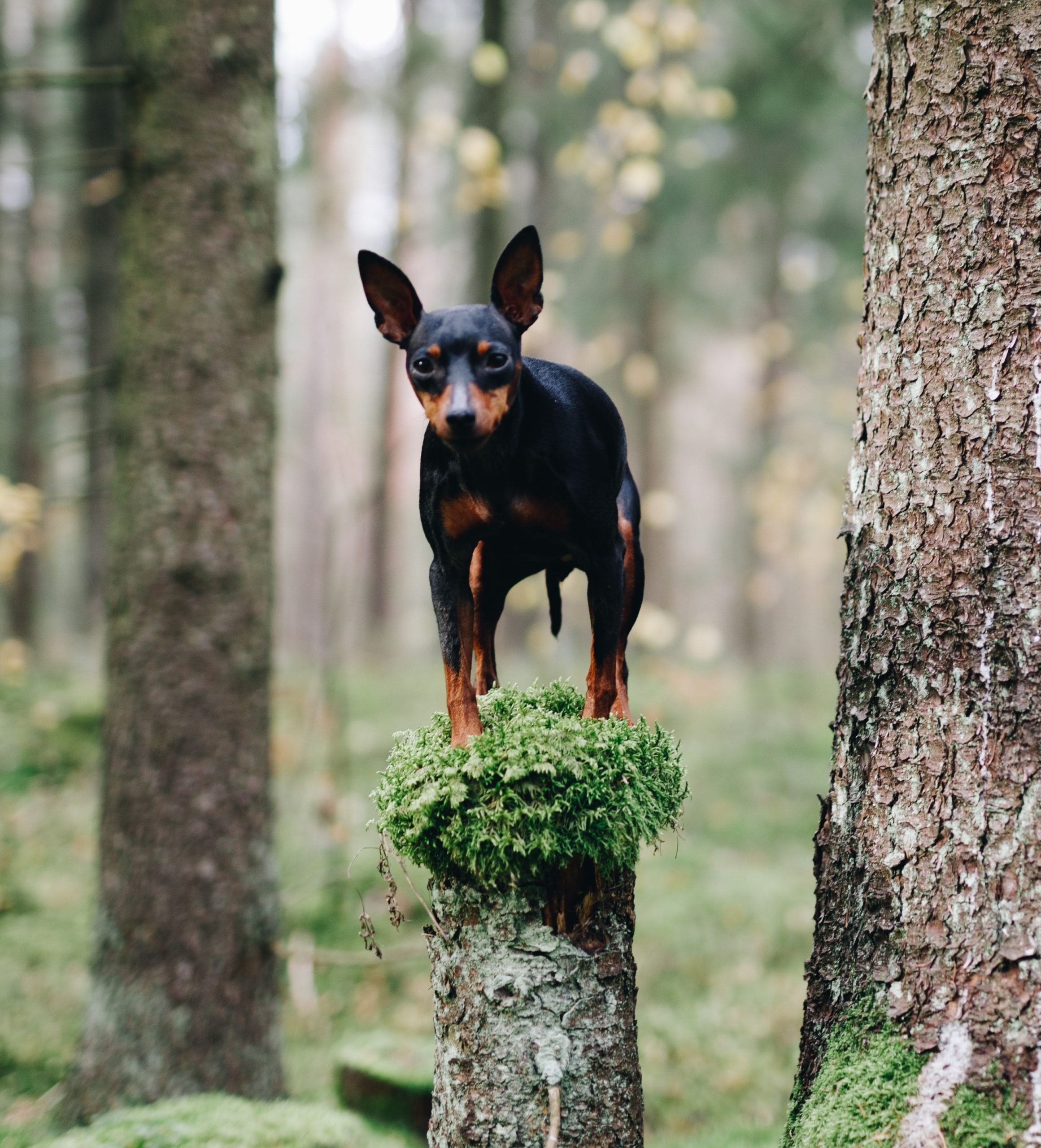 pinscher-nano