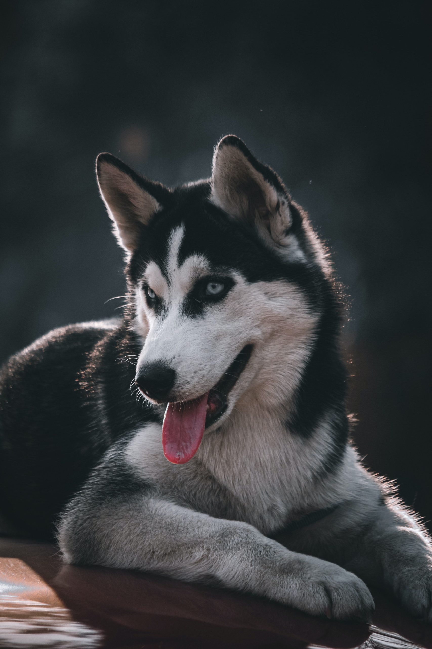 alimentazione-siberian-husky