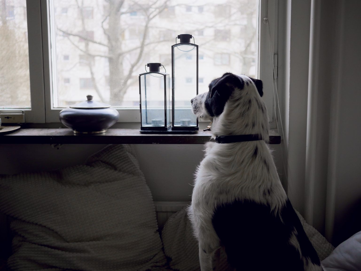 Consigli per abituare il cane a stare da solo Dog Heroes