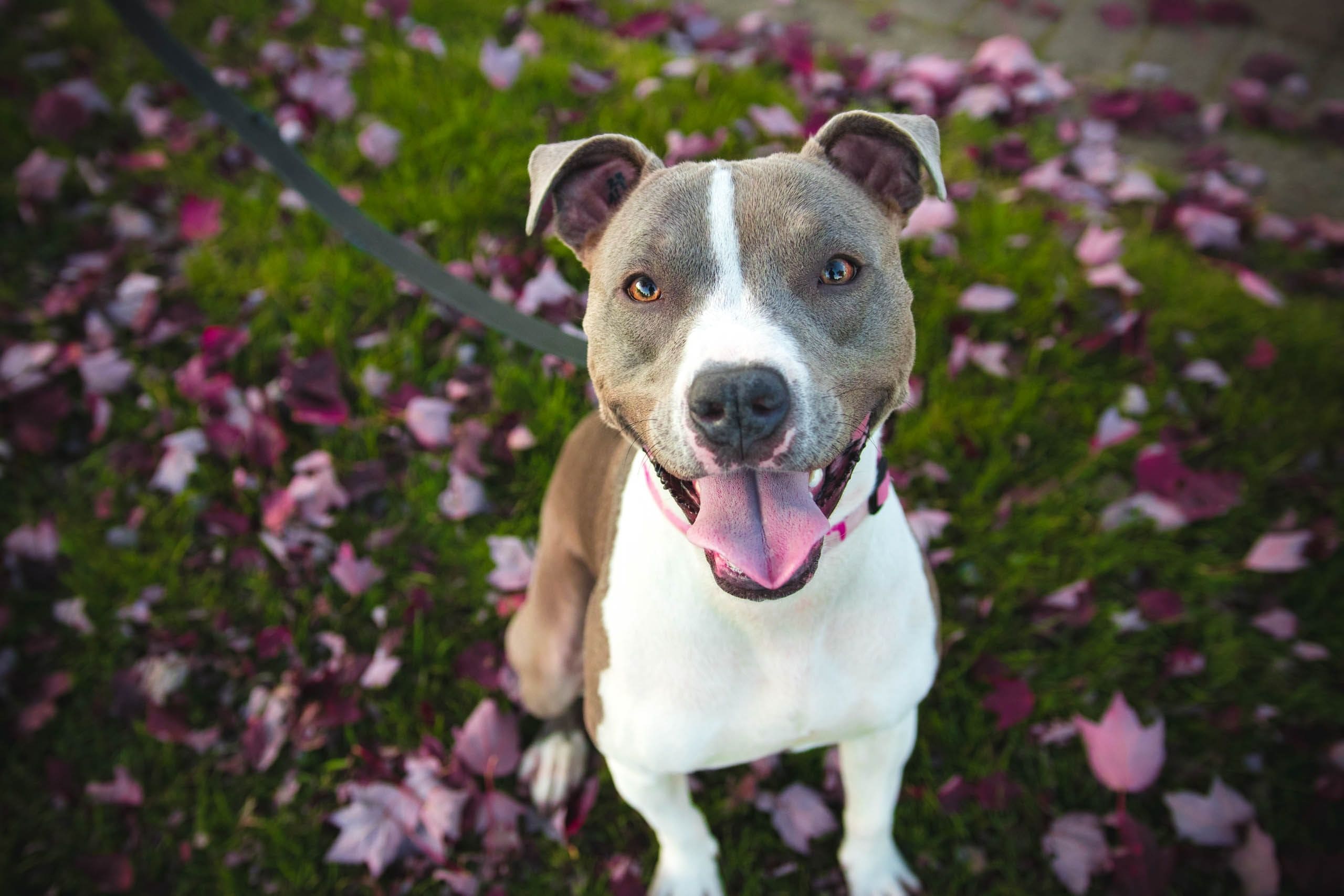 alimentazione-pitbull