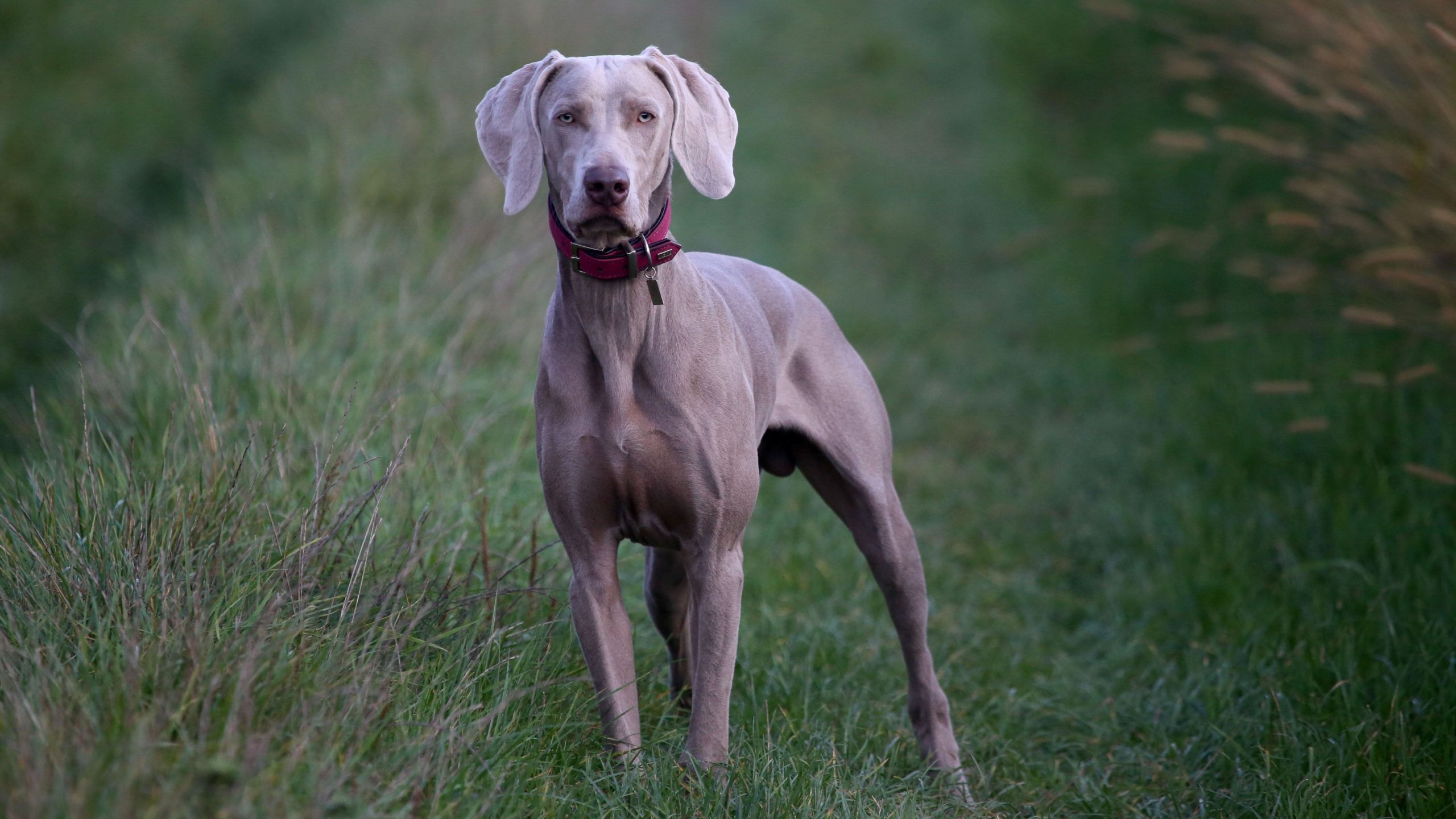 alimentazione-Weimaraner