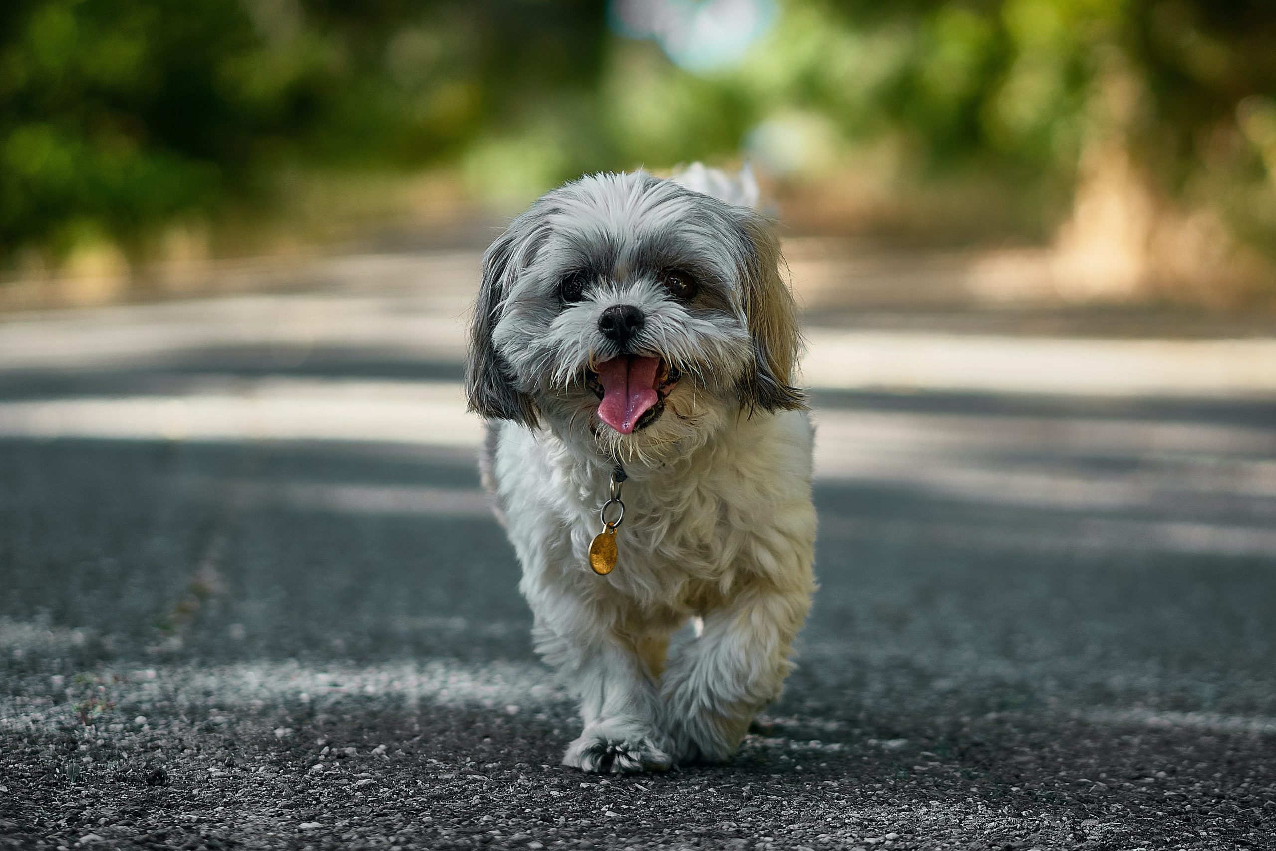 alimentazione-shih-tzu