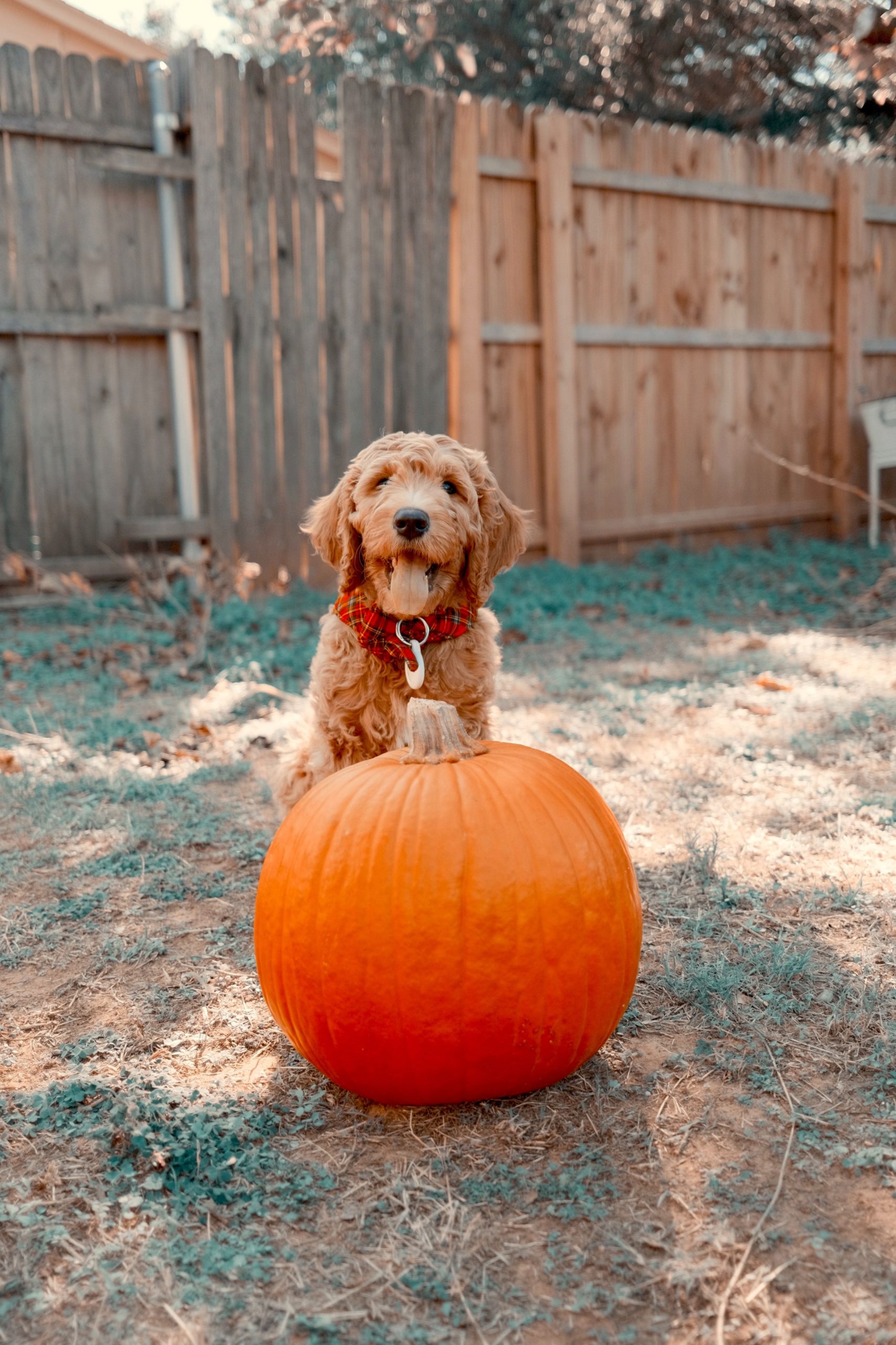 zucca al cane