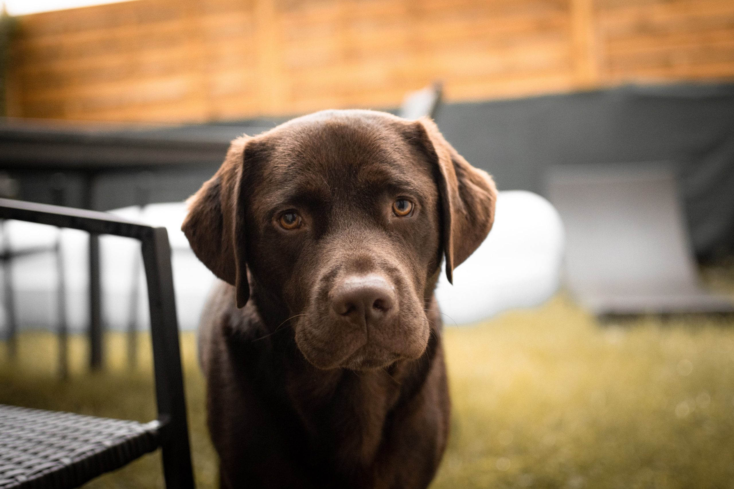 alimentazione-labrador