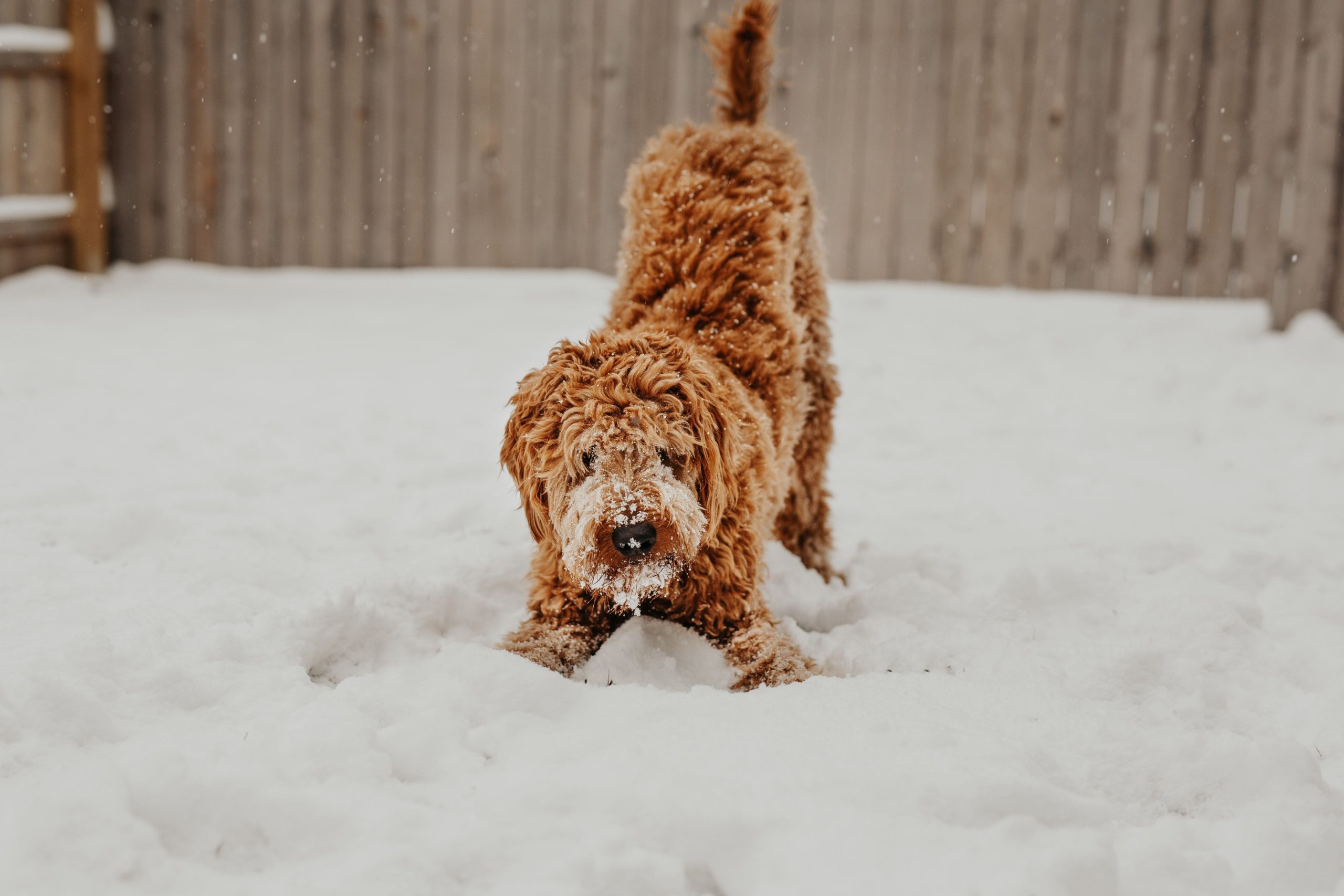 cane-inverno