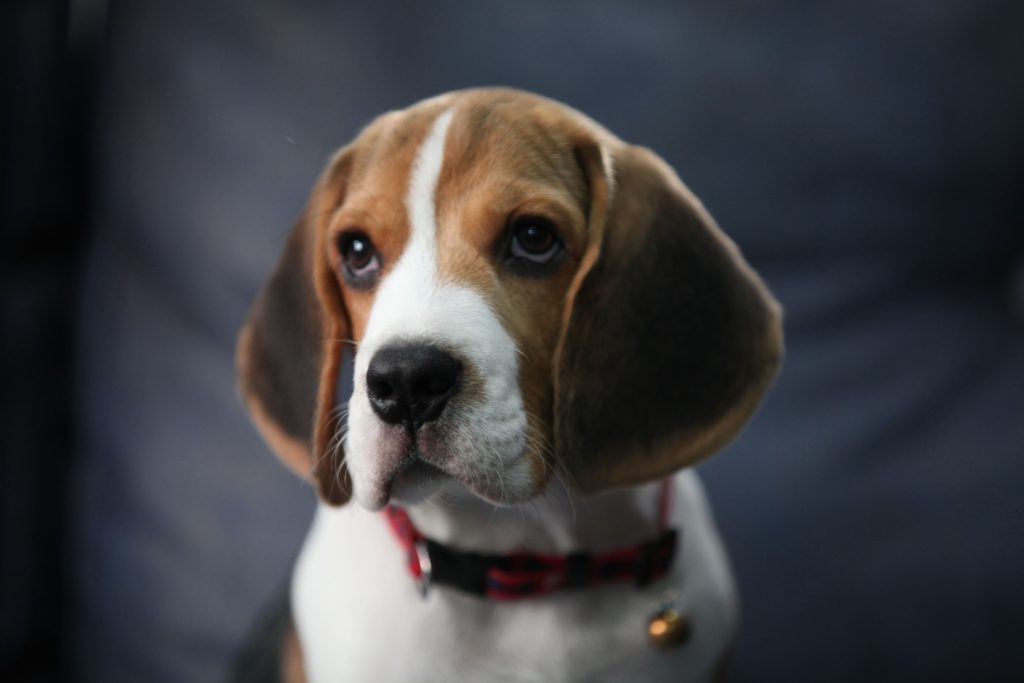 alimentazione beagle