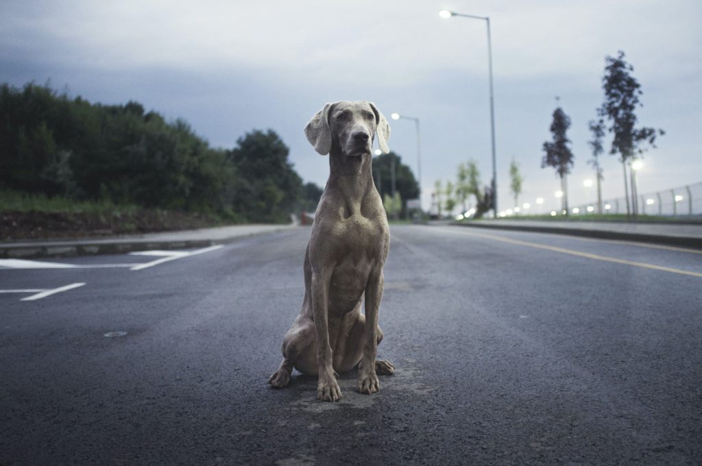 Un cane magro vive più a lungo 