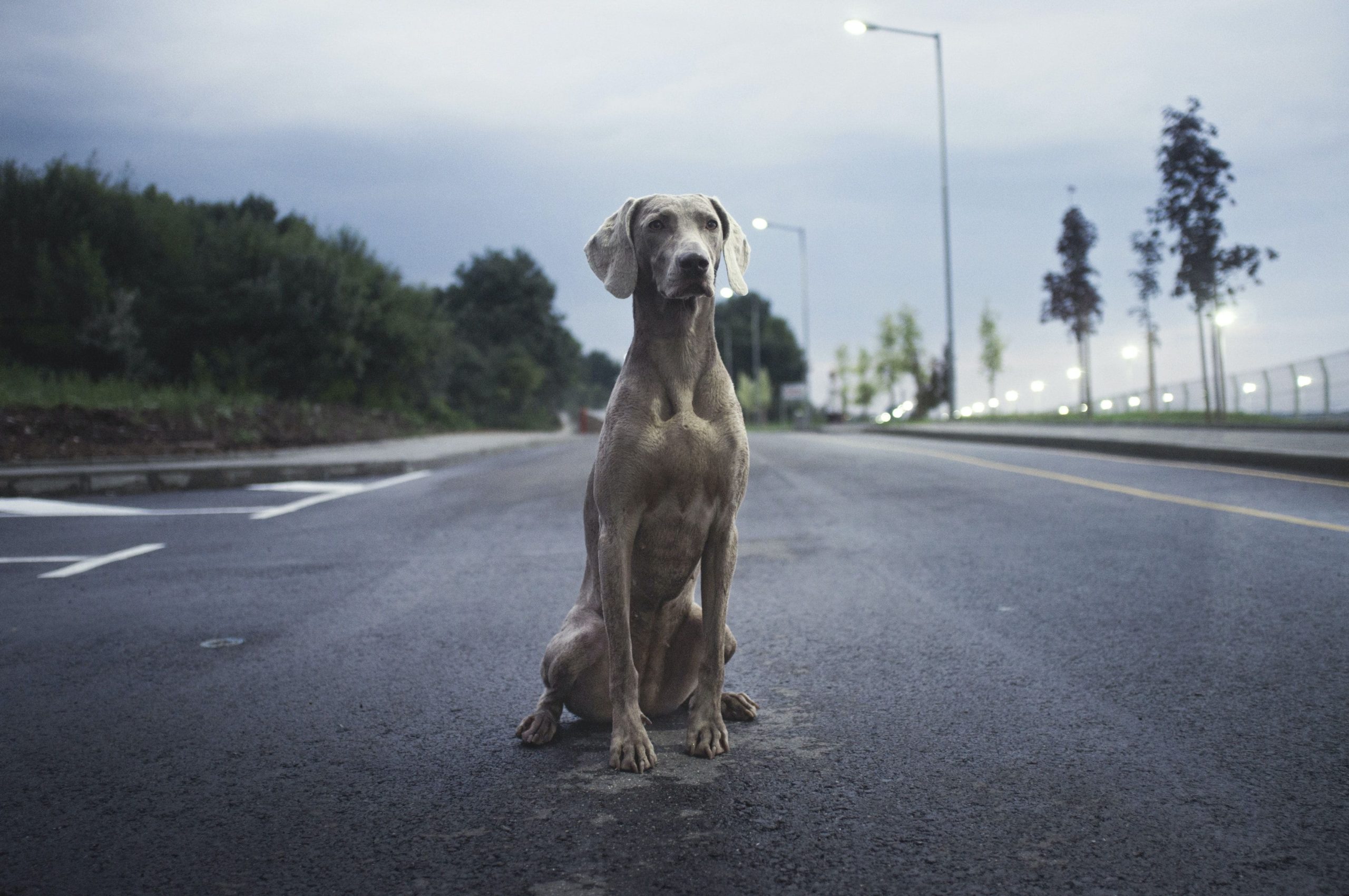 Un cane magro vive più a lungo