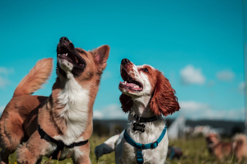 Far socializzare il tuo cane