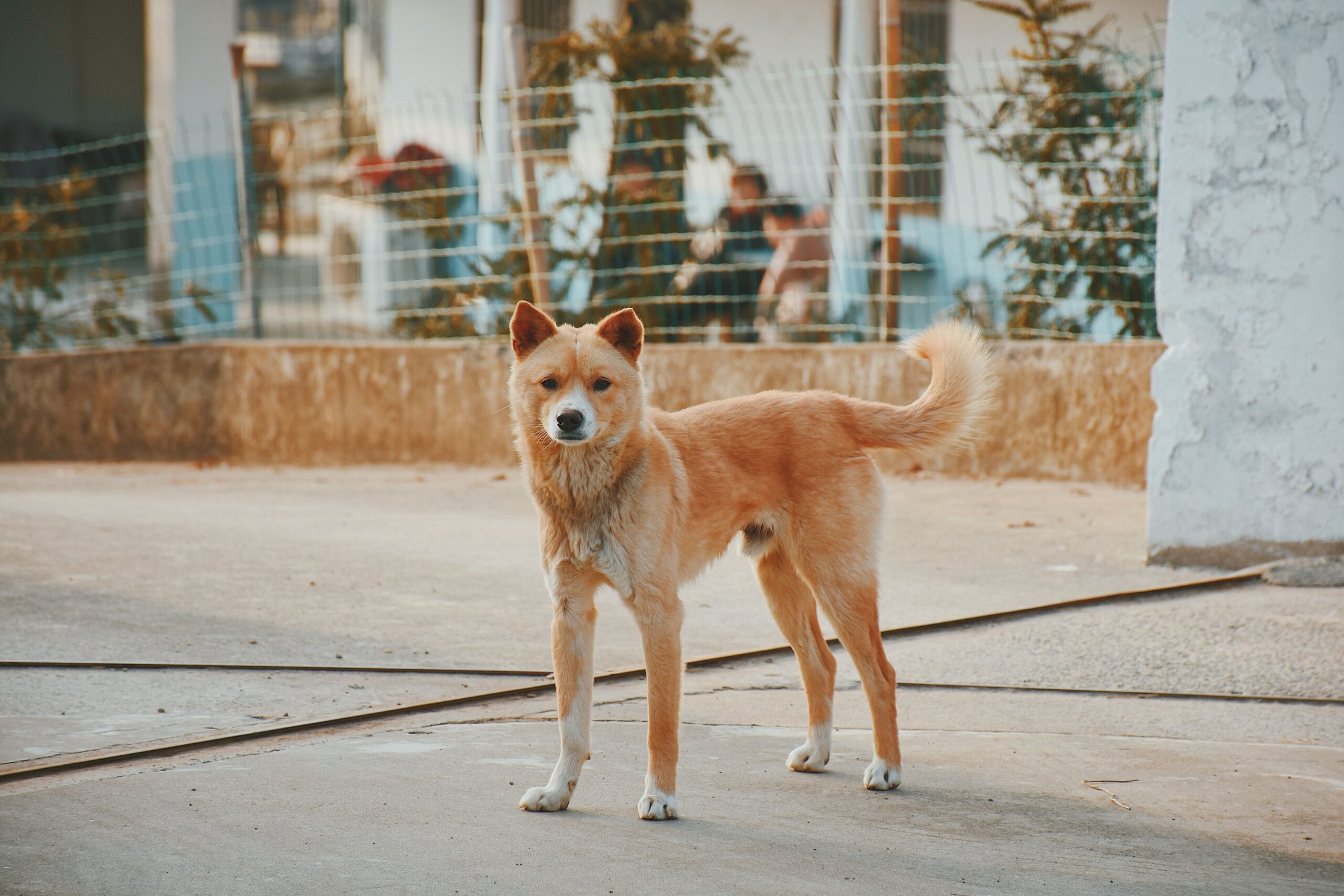 significato-coda-cane