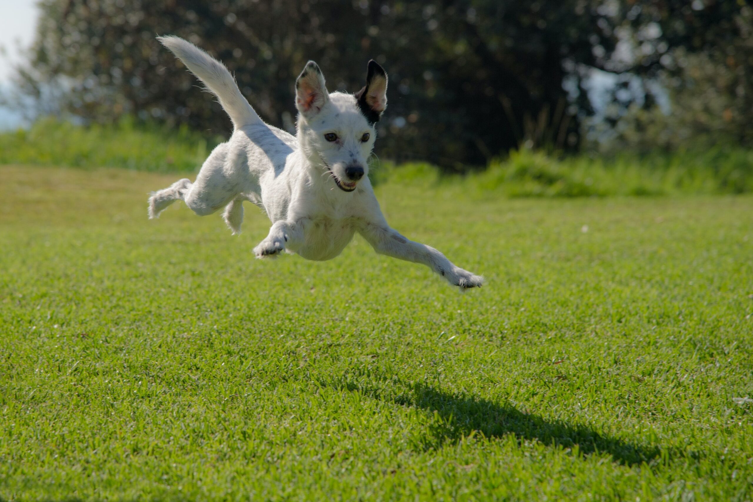 significato coda cane