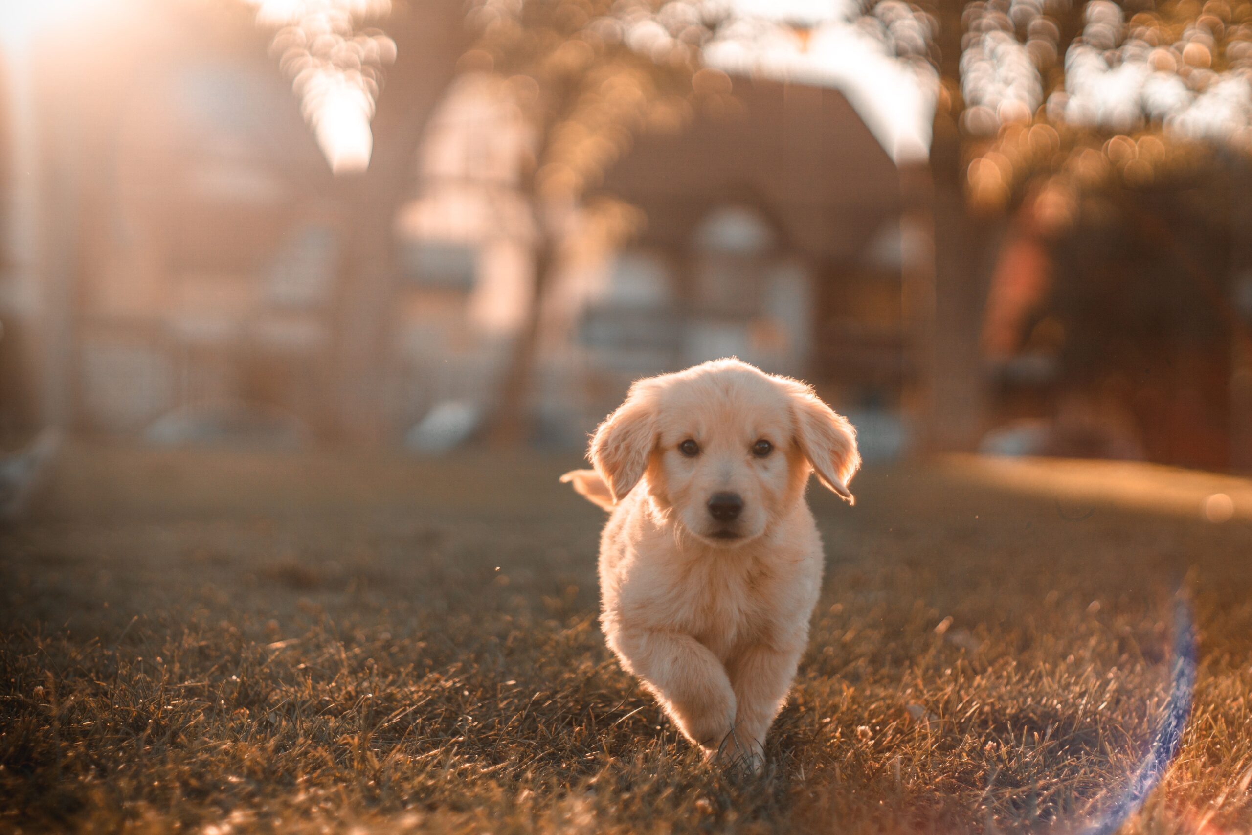 Benefici di vivere con un cane