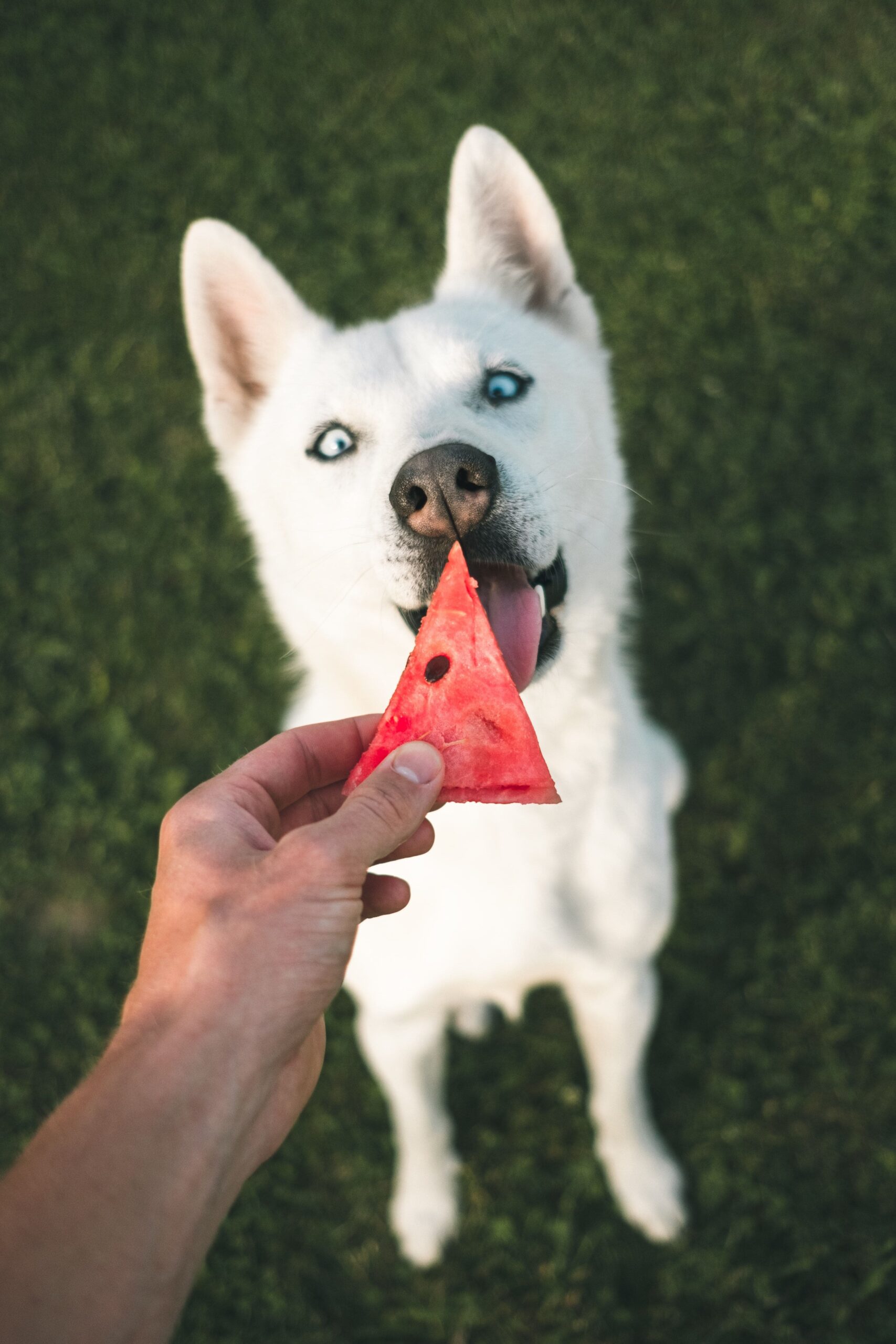 frutta al cane