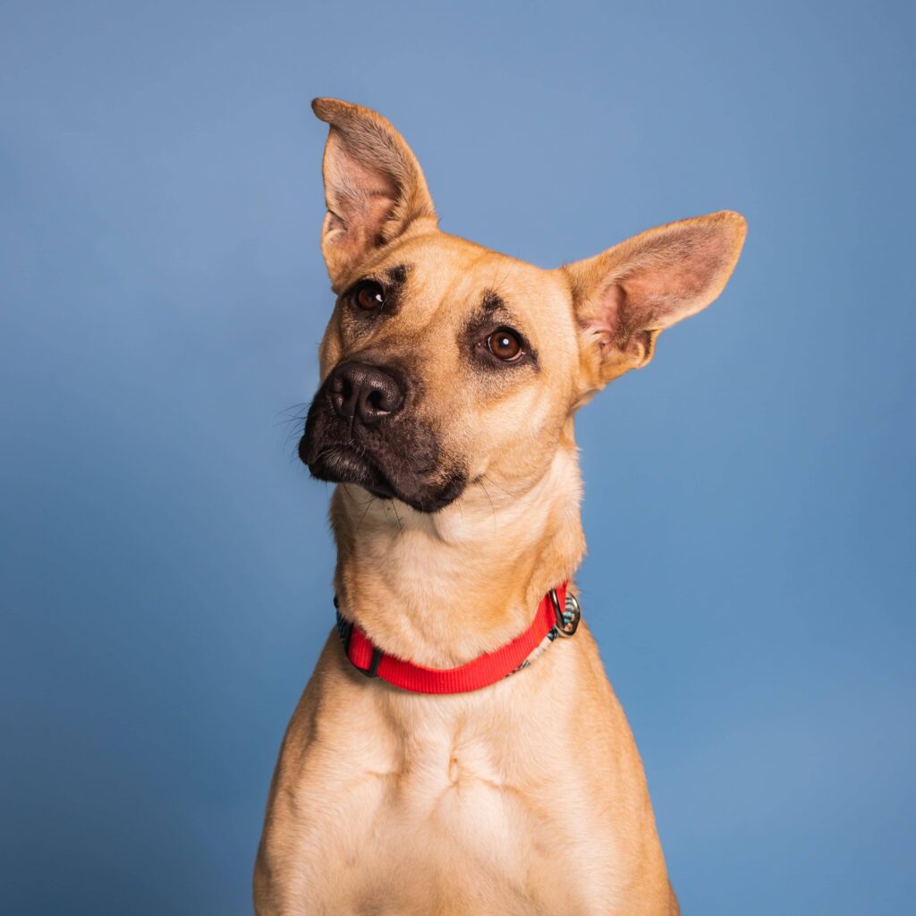 Perché il cane inclina la testa? Dog Heroes