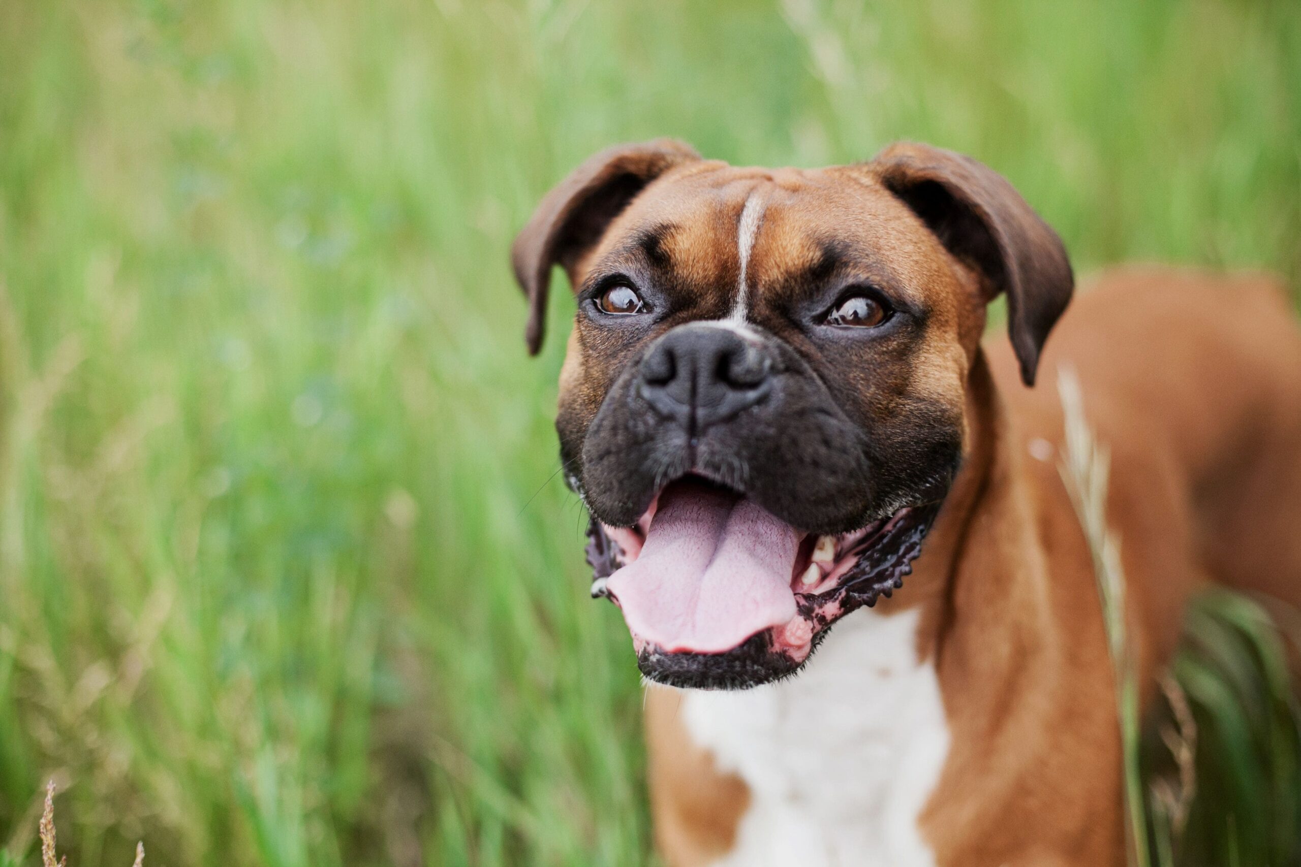 cibo casalingo boxer