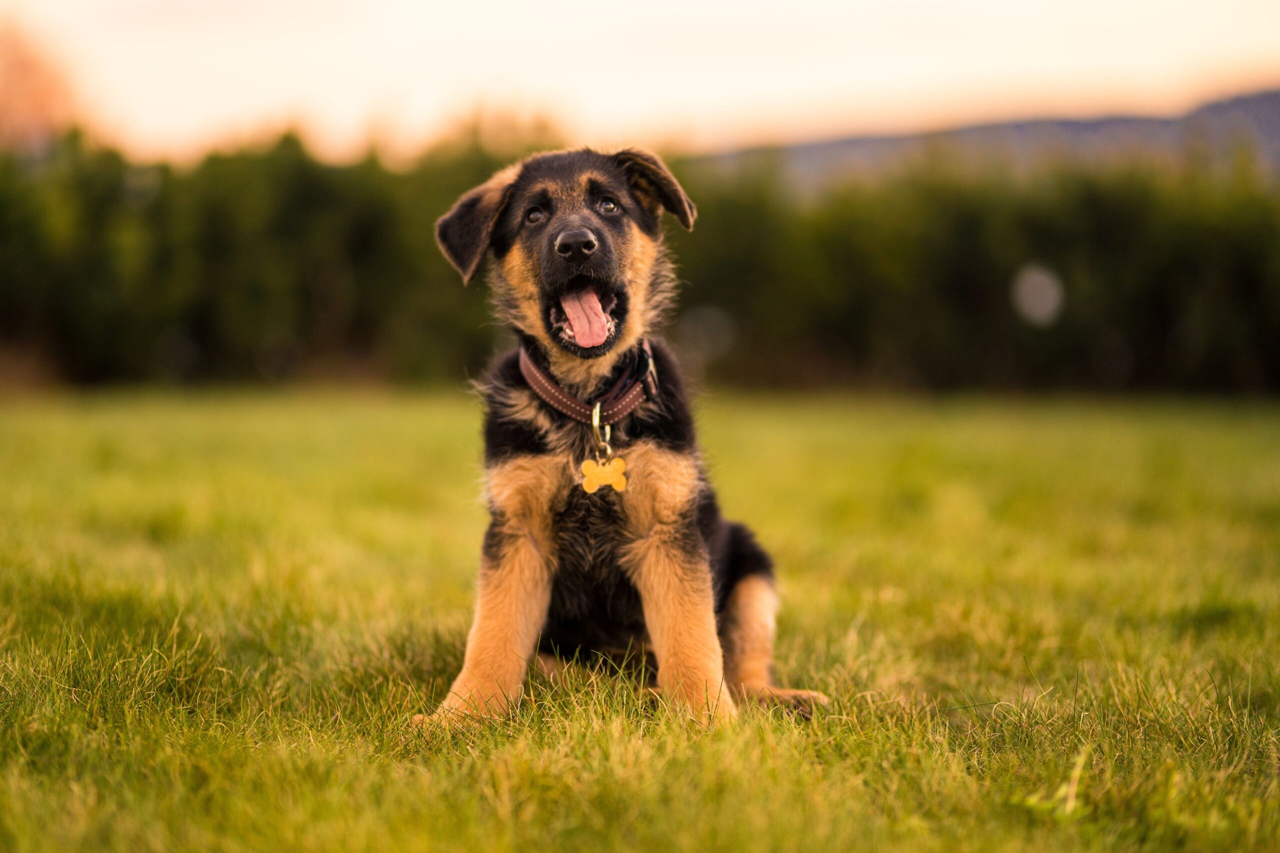 alimentazione casalinga per cani cuccioli