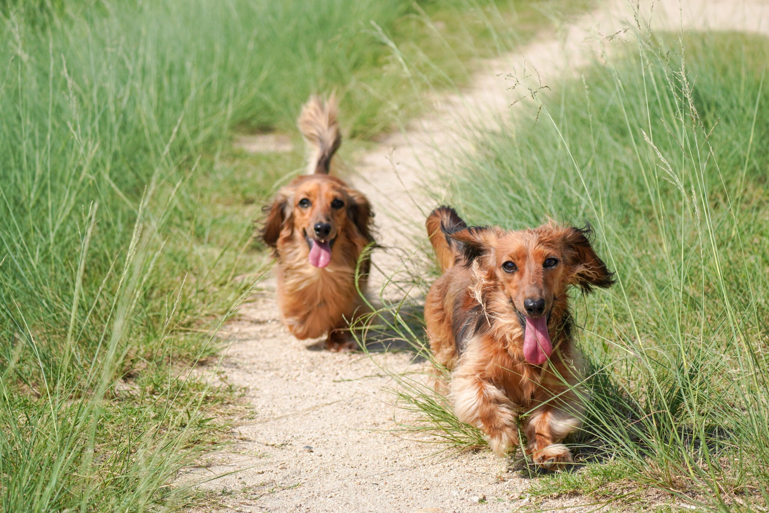 introdurre un nuovo cane