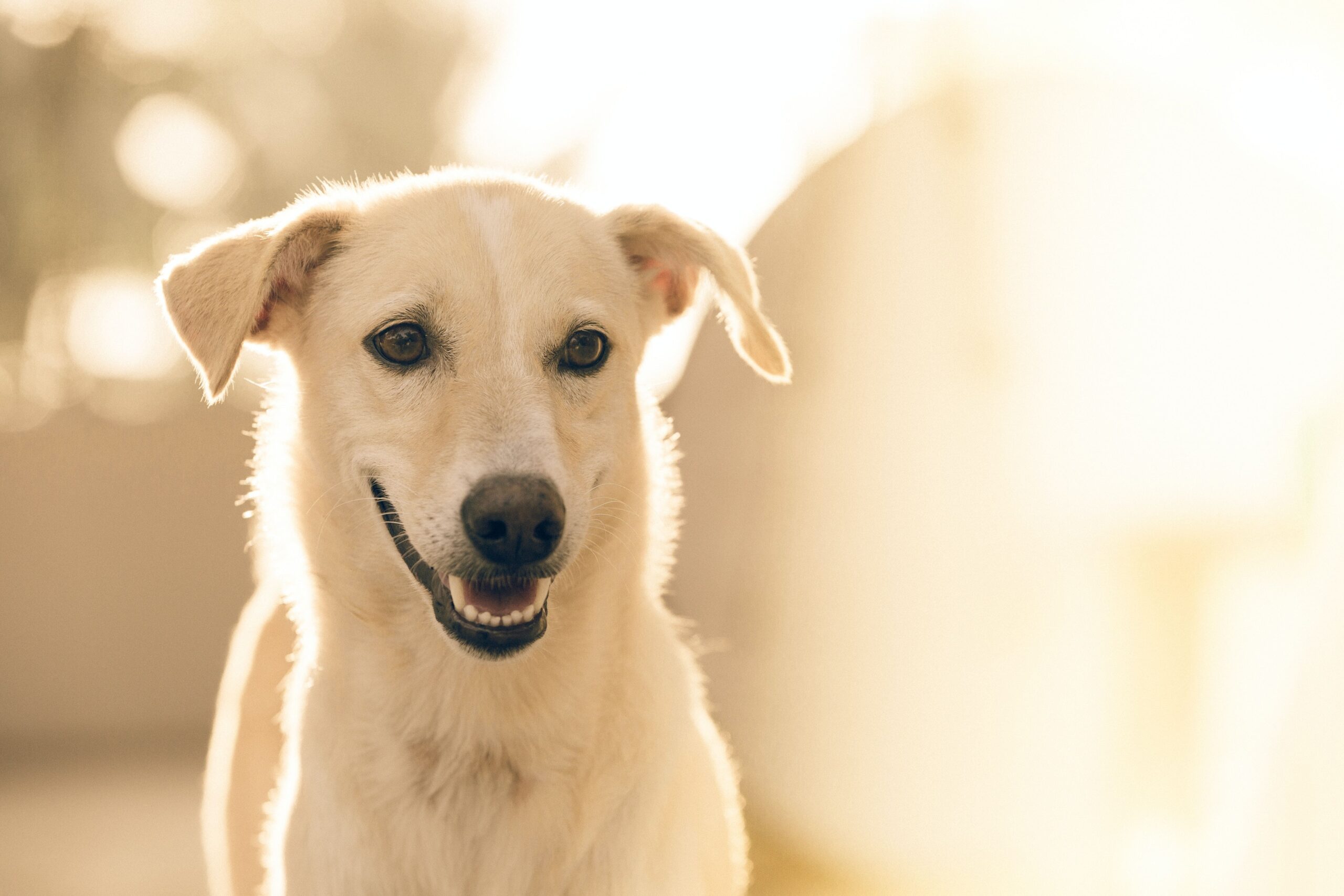 Ogni quanto lavare e tosare il cane: le regole da conoscere