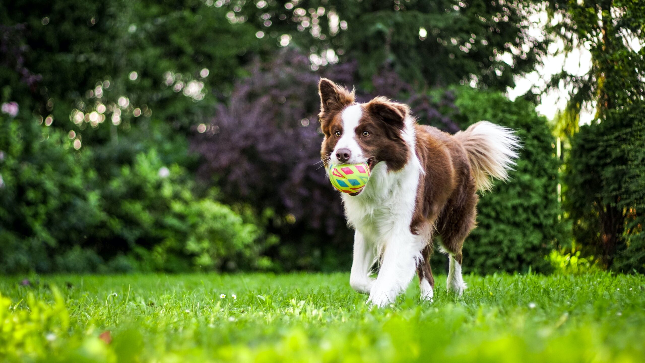 cane che corre