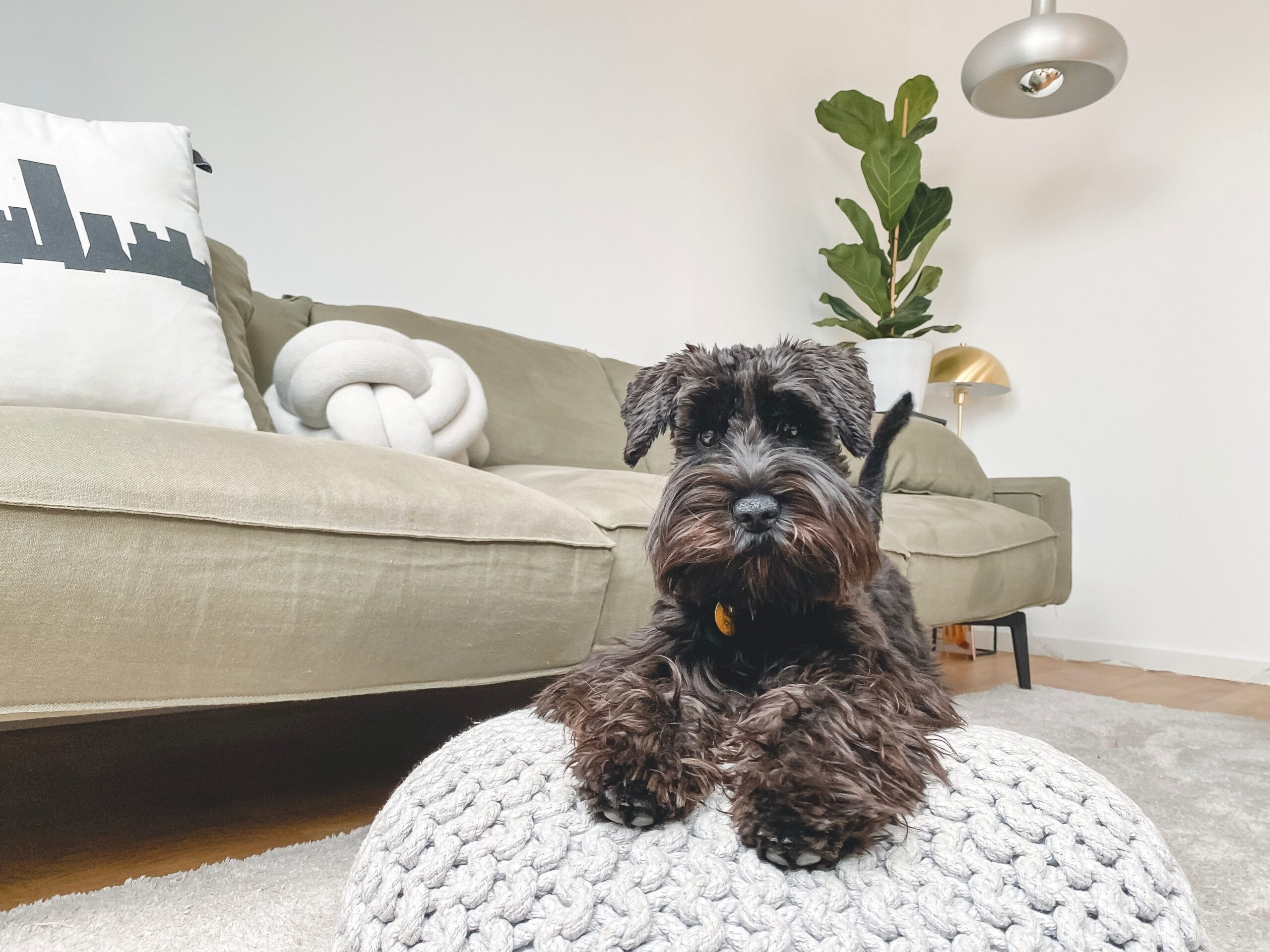 mantenere il cane calmo con gli ospiti