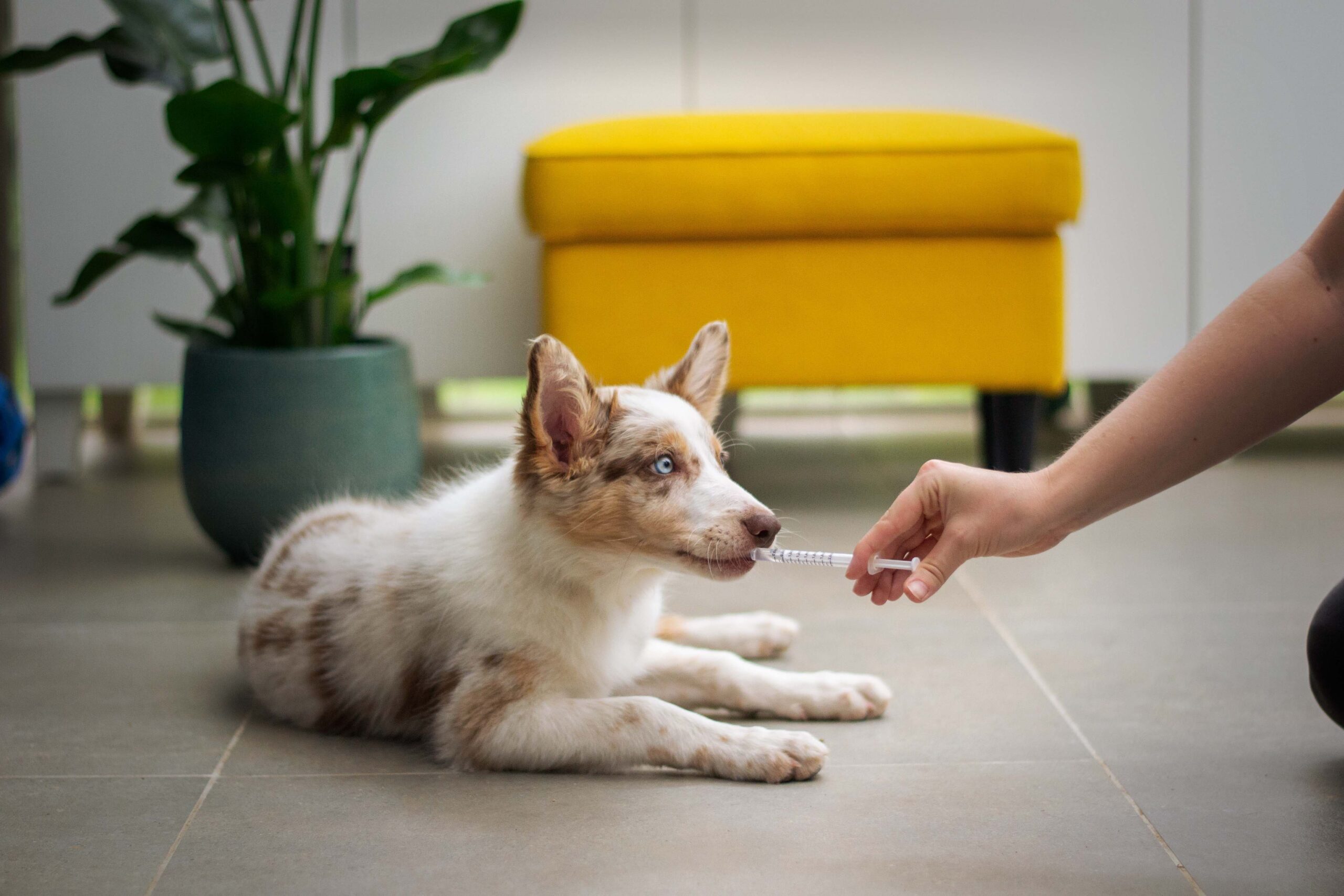 portare cane dal veterinario