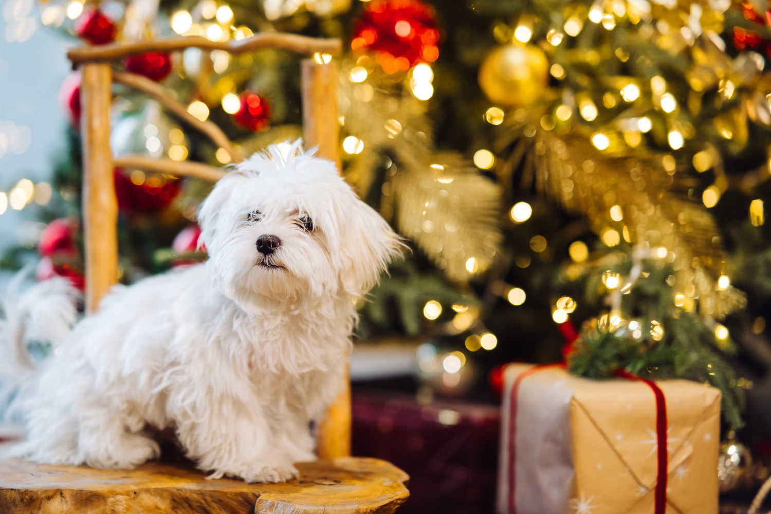 cane calmo a natale consigli