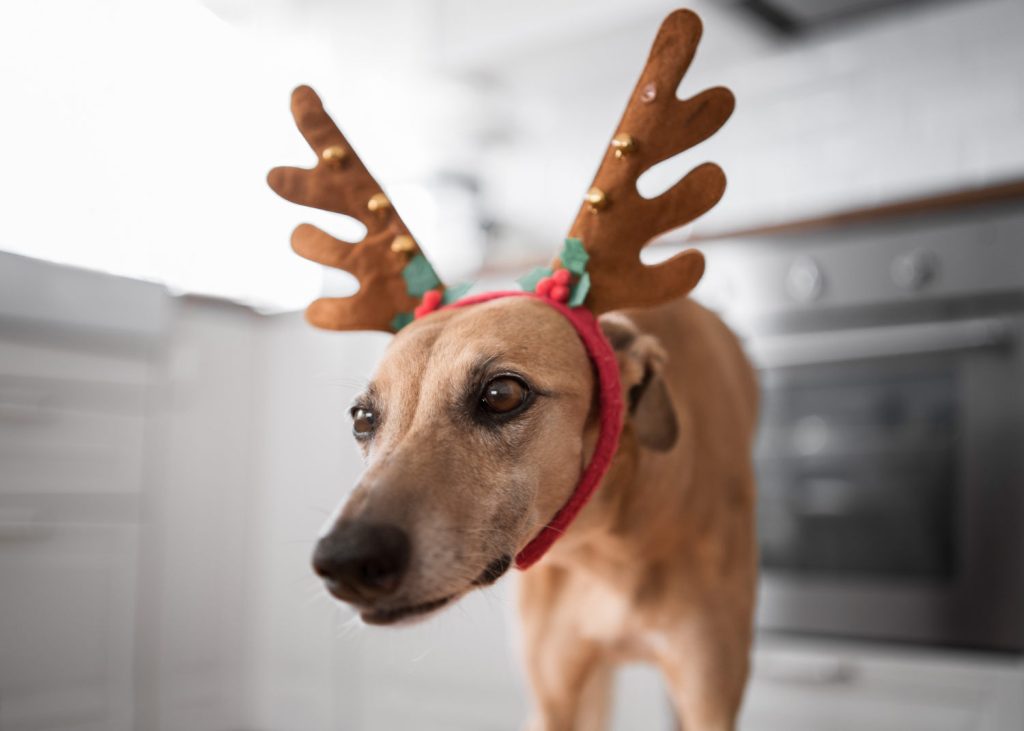 simpatico cane con corna da renna per Natale