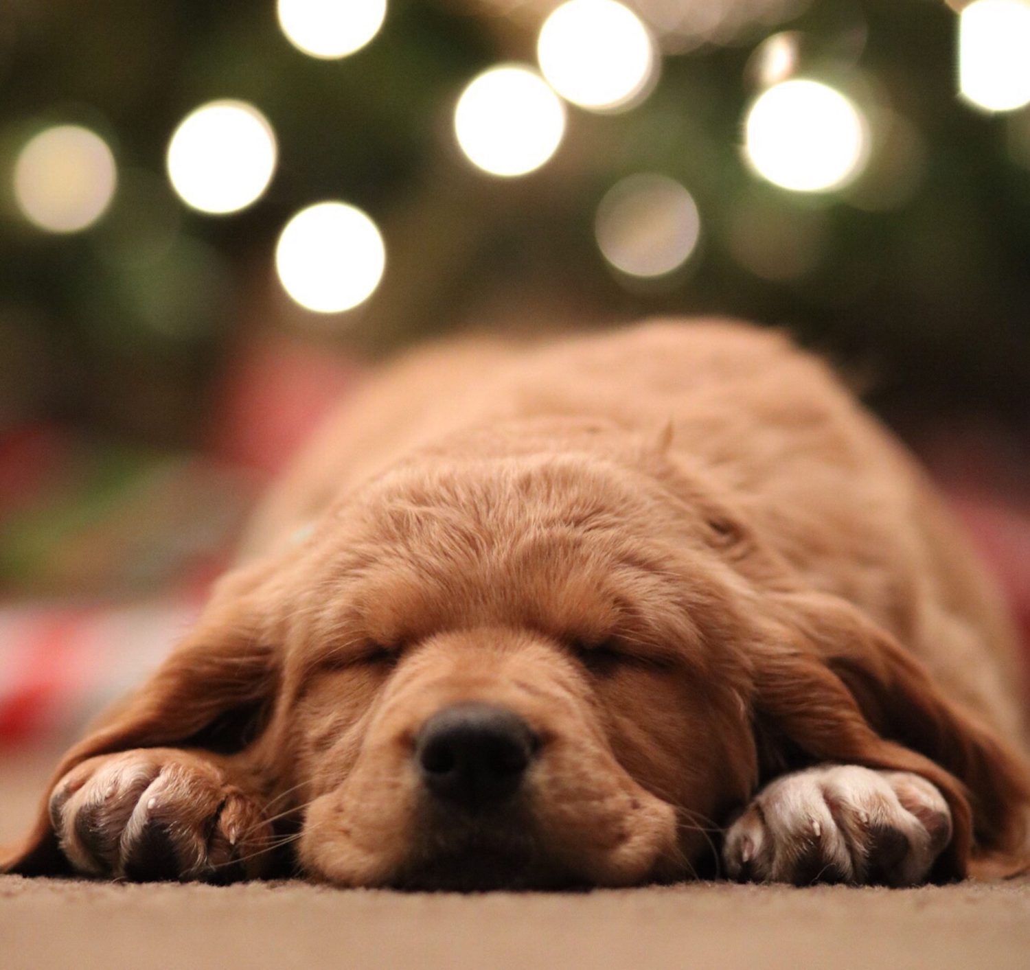 cane calmo sotto le luci