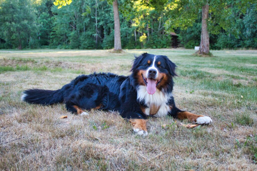 Il Bovaro del Bernese è un cane adatto a tutti, soprattutto alle famiglie. Scopri i consigli su alimentazione e dieta.