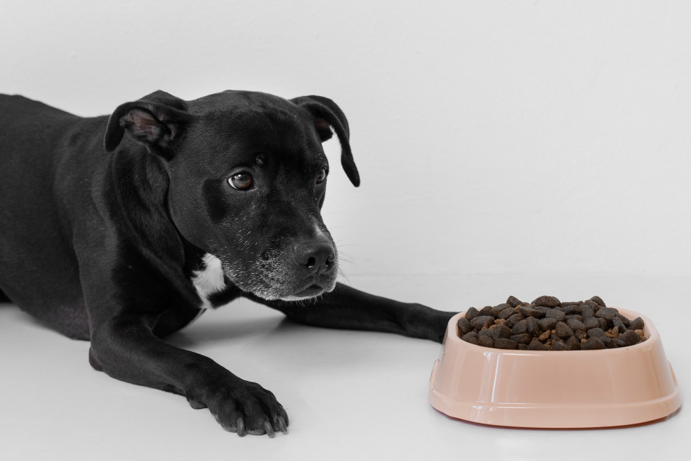 cane nero davanti alla ciotola del cibo