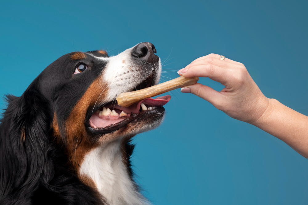 cane che morde un masticativo dato dal padrone