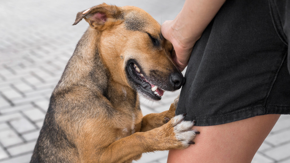 cane meticcio che morde dolcemente la gamba del padrone