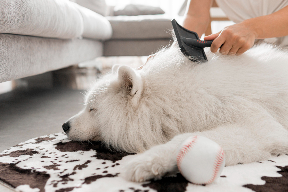 cane bianco che perde pelo e padrone lo raccoglie