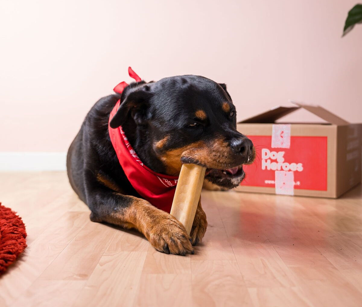 cane che morde uno snack masticativo, la milk bar di Dog Heroes
