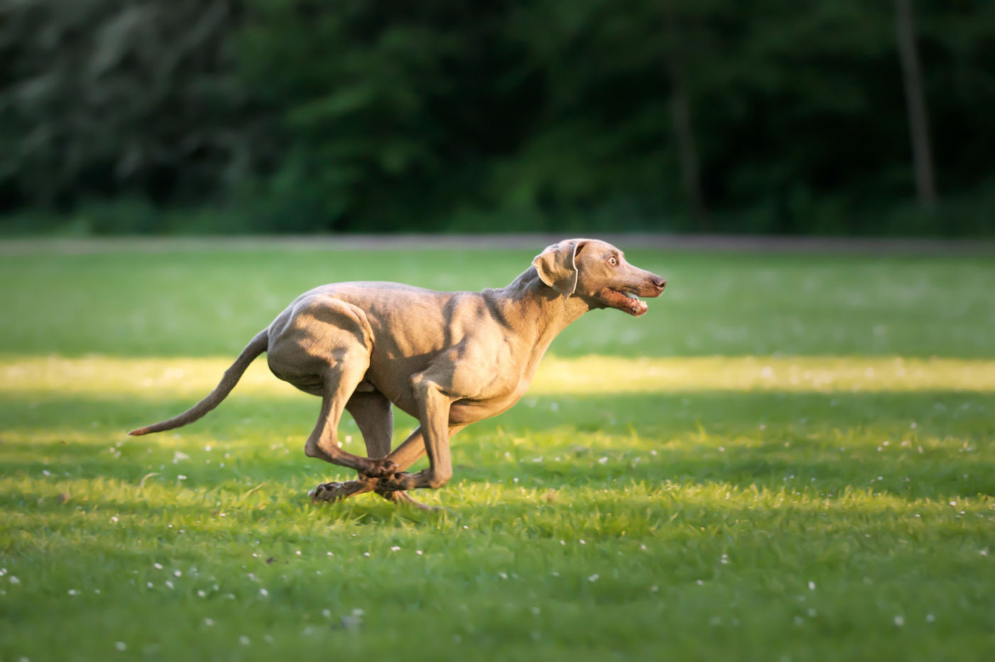 cane weimaraner che scappa: guida su come educarlo