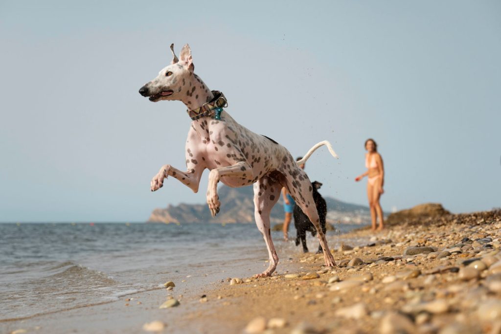 cani che scappano in spiaggia