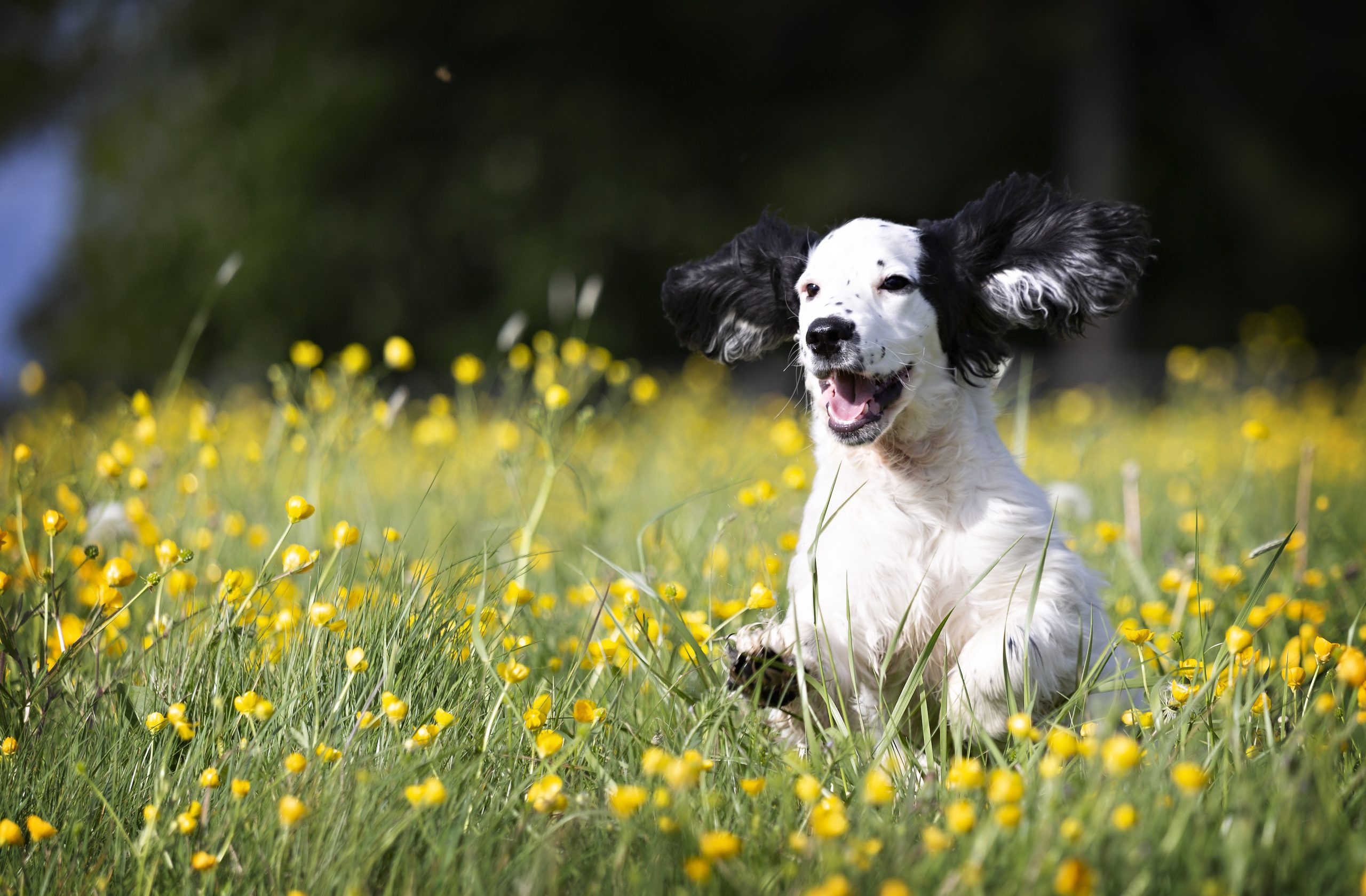 cane che cammina in un prato in primavera con erba alta, soggetto a rischio parassiti