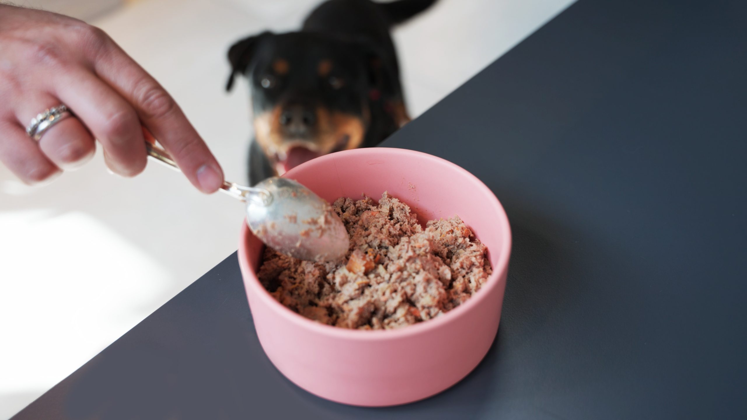 cane che annusa una ciotola di cibo fresco durante la transizione alimentare