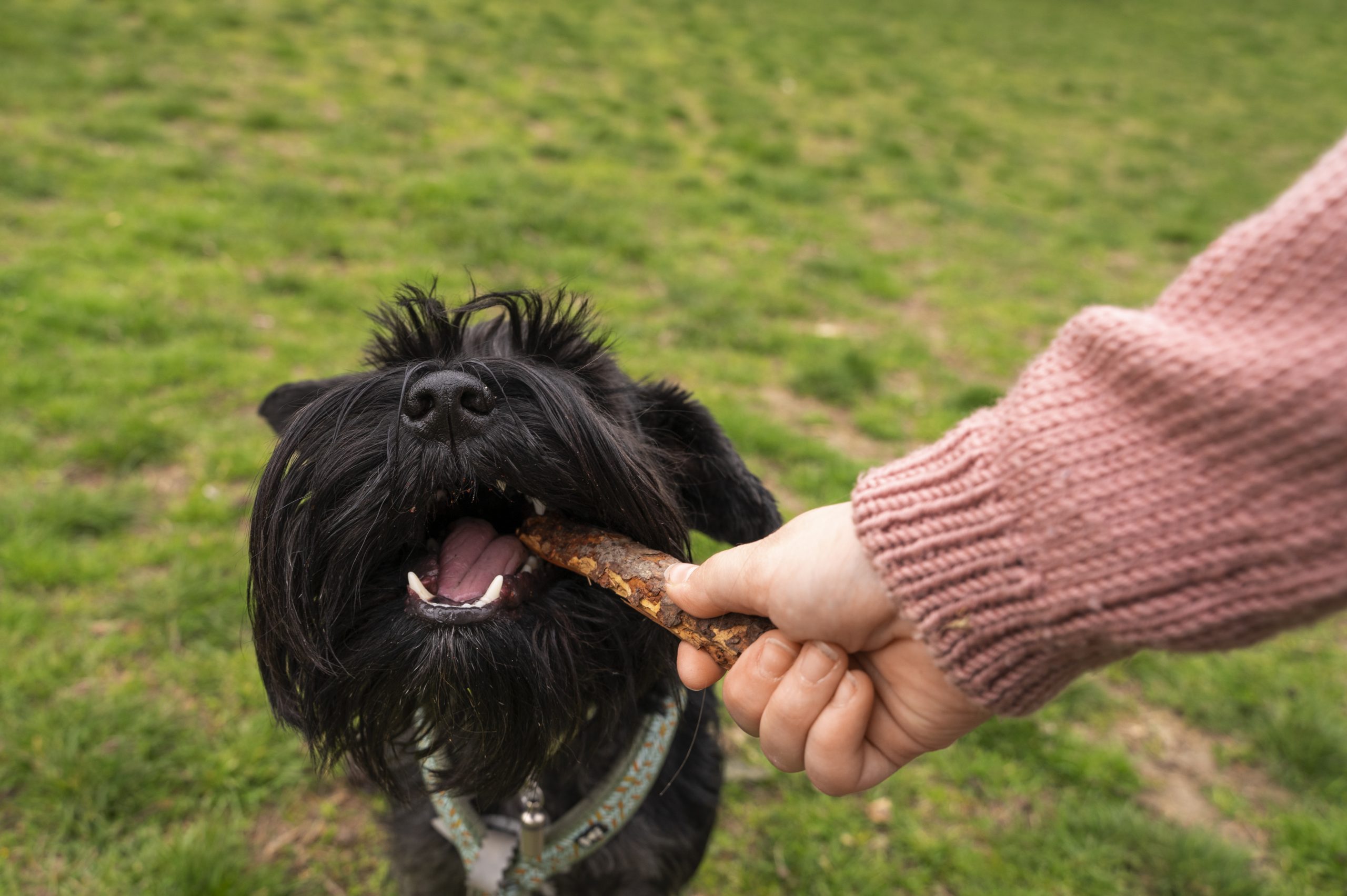 cane che mangia dalla ciotola all'aperto in primavera, alimentazione stagionale