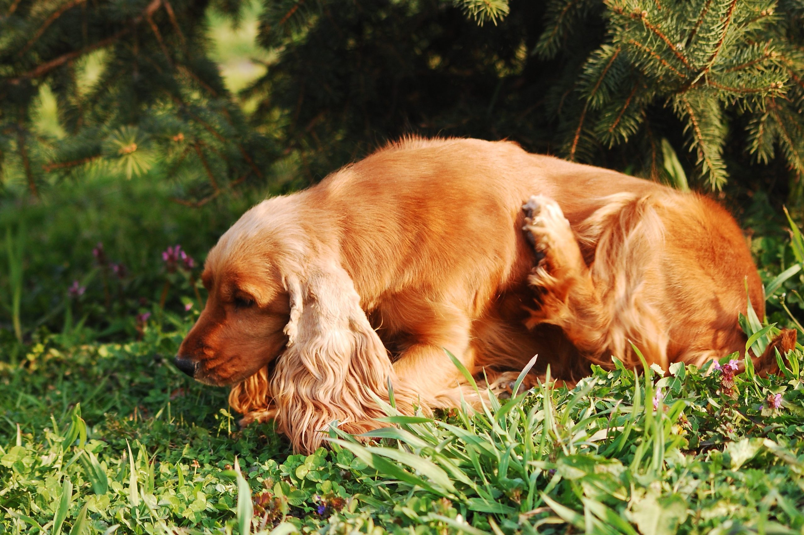 cane che si gratta con la zampa posteriore su un prato in primavera, sintomi allergia stagionale